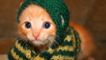 cute-kitten-cats-6987468-670-578